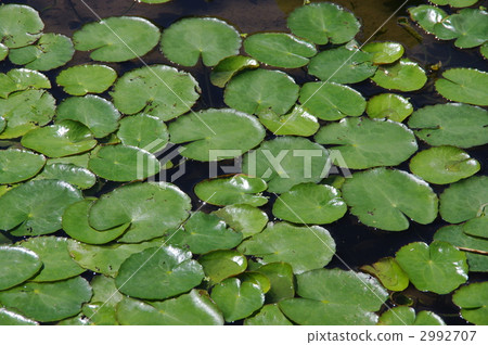 Aquatic plants Asaza asaza community 2992707