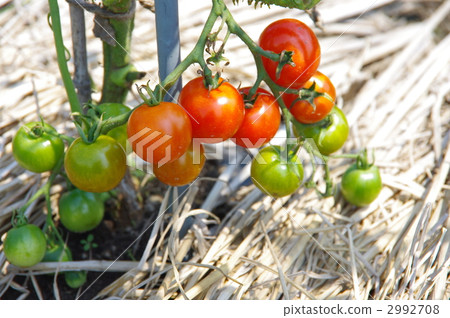 Mature tomatoes maturity Mature tomatoes maturity 2992708