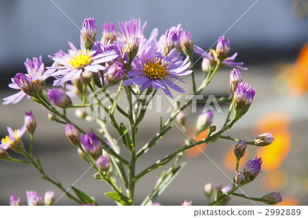 aster tataricus, zion, lilac 2992889