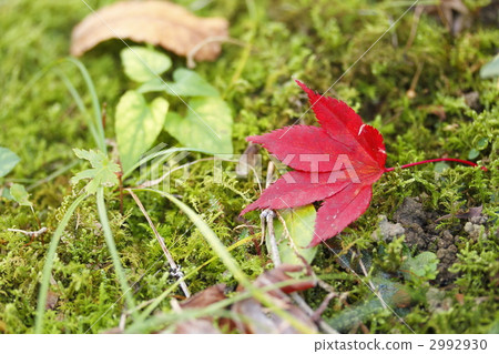 楓樹 紅楓 楓葉 2992930