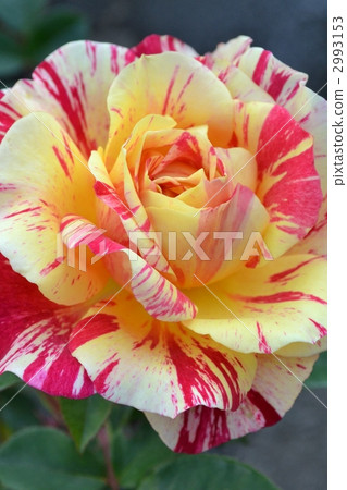 brilliant, clear, vivid 2993153