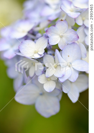紫陽花 繡球山 舞妓 2993465