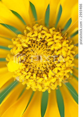 Hyakukoku Zinia（學名Zinnia） 2993466