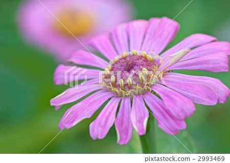 Hyakukoku Zinia (Scientific name Zinnia) 2993469