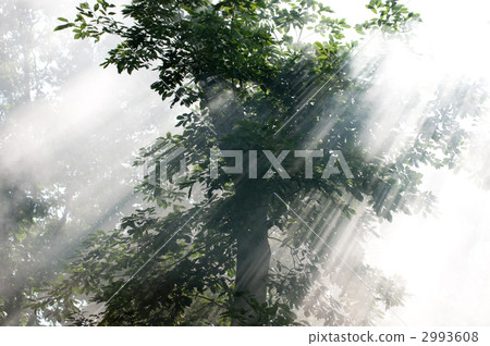 daylight, sunbeam, sunlight 2993608