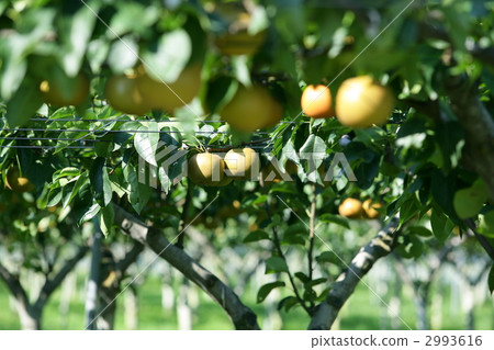 亞洲梨樹 韓國梨樹 砂梨樹 2993616