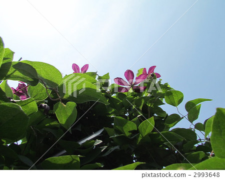 Clematis Clematis 2993648