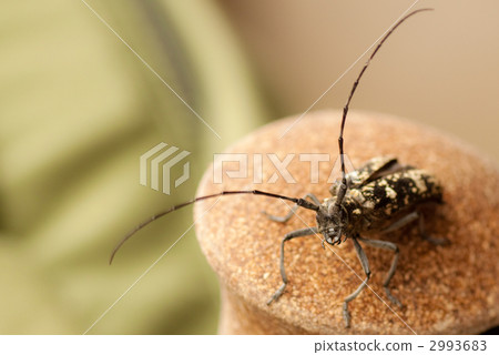 Gomadarakamikiri 2993683