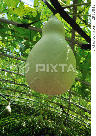 Gourd ① 2993845