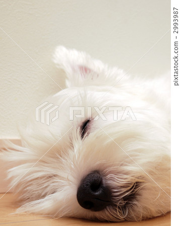 westie, sleeping face, animal 2993987