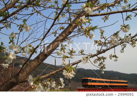 櫻花 櫻 賞櫻 2994091
