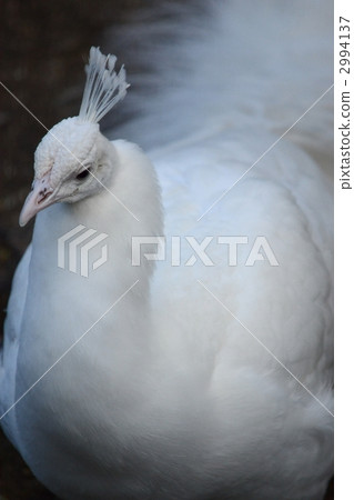 Shirogzujaku（白化病） 2994137