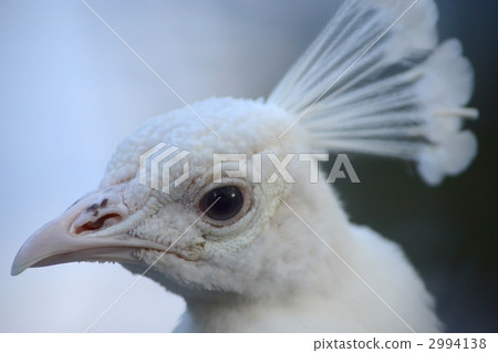 Shirogzujaku（白化病） 2994138