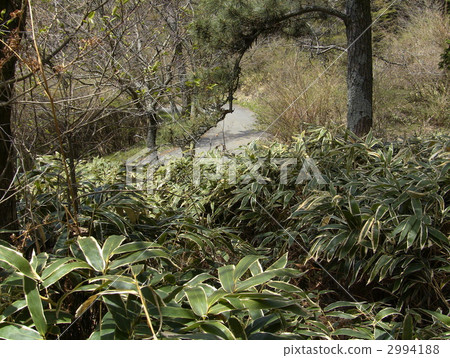 Kumasaza Kumasaza 2994188