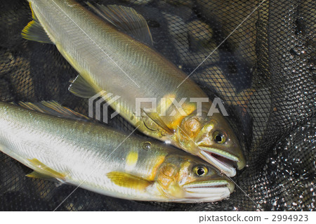 新鮮的新鮮ayu 2994923