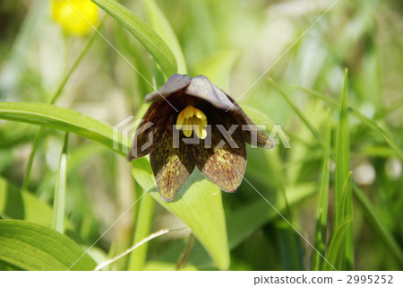 黑百合 黑百合 2995252