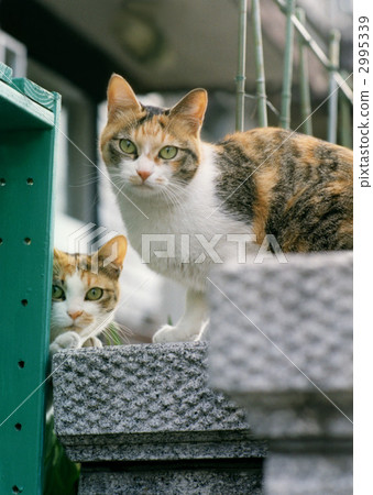 貓03 2995339