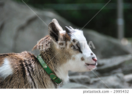 Goat  2995432