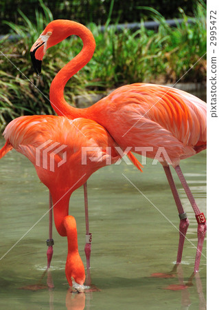 Flamingo Flamingo 2995472