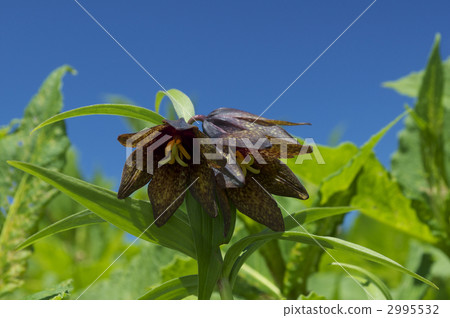 高山植物Kuroyuri 2995532