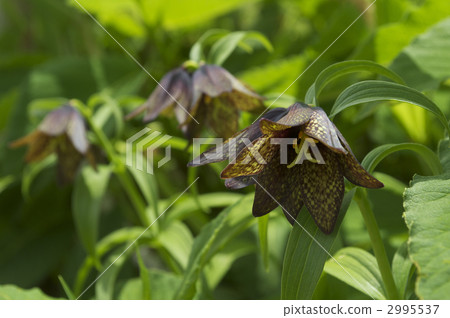 高山植物Kuroyuri 高山植物Kuroyuri 2995537