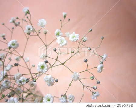 Haze grass Haze grass 2995798