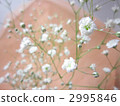陰霾草 2995846