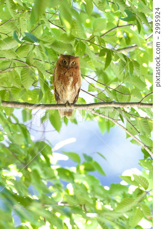 角鴞 角鴞 2995924