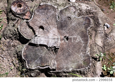 stub, stump, stumps 2996038