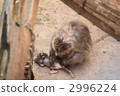 猴子的頭髮修剪 2996224