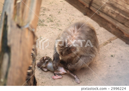 猴子的頭髮修剪 2996224
