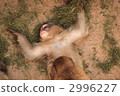 猴子的頭髮修剪 2996227