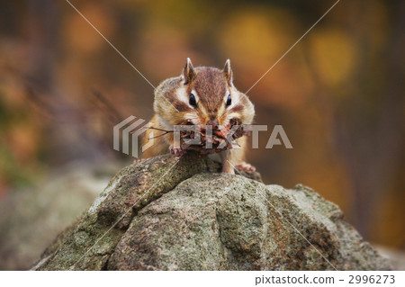 Ezoshimaris準備冬眠 2996273