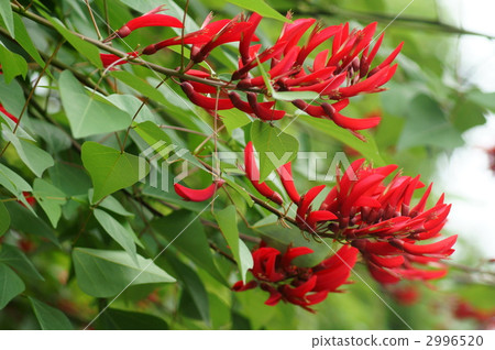 My name is Coral paulownia coral reef. 2996520