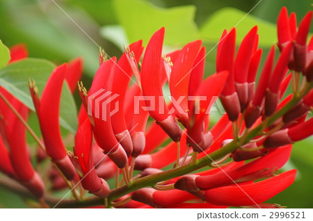 我叫Coral paulownia珊瑚礁。 2996521