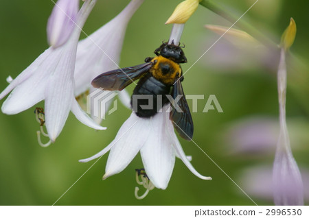 熊蜂抱著珠寶❢蜂蜜這麼好吃嗎？ 2996530