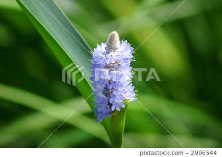 Pontedera · Korruta Japanese name long leaf water Aoi 2996544