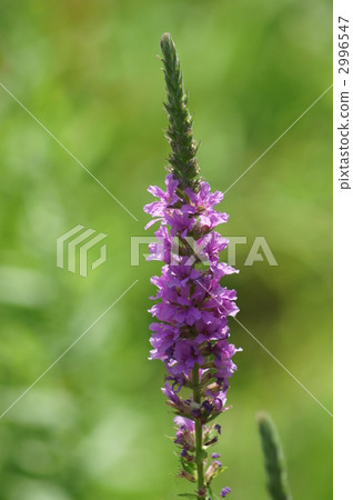 My name is Mihagi Misohagi. 2996547