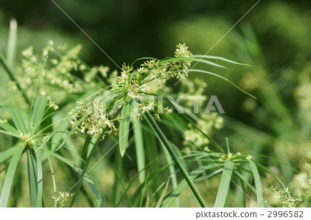 棕櫚蚊帳懸掛，大蚊帳懸掛草。 2996582