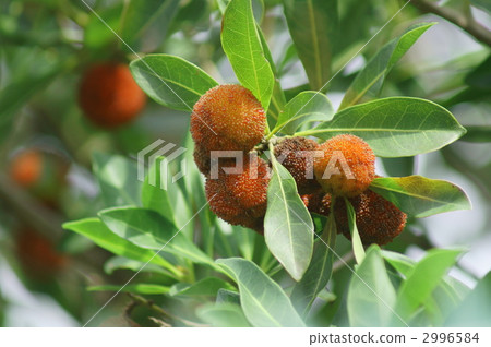 The fruit of the mountain peach became red. 2996584