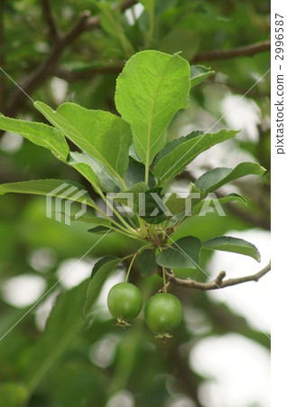 Blue fruit of a princess apple Blue fruit of a princess apple 2996587