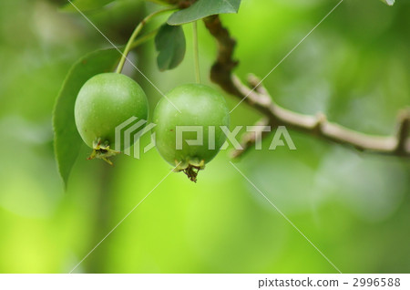 公主蘋果的藍色果子 公主蘋果的藍色果子 2996588