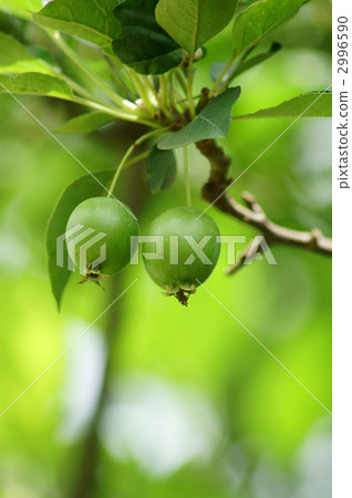 Blue fruit of a princess apple Blue fruit of a princess apple 2996590