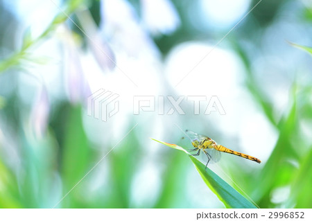 留白空間 留白部分 空白部分 2996852