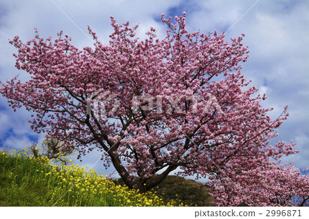 Kawazu cherry tree and rape blossoms and clouds 2996871