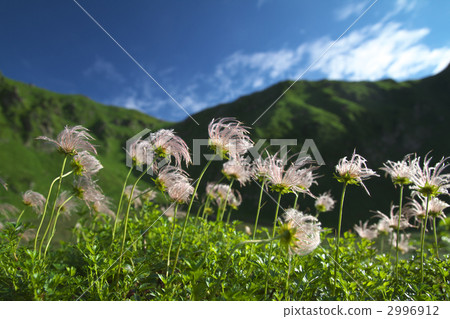 Tinglega group 2996912