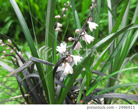 Kokurieu flower 2996913