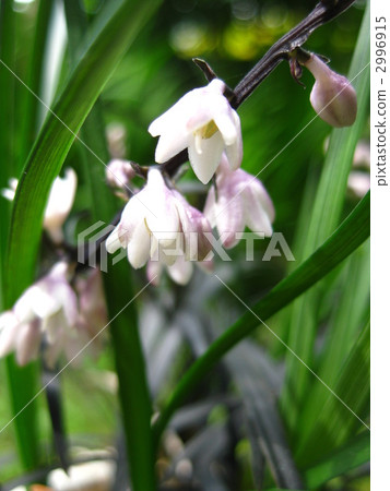 Kokurieu花 Kokurieu花 2996915