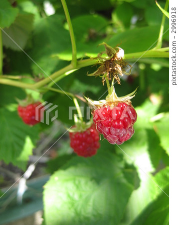Crimson tree strawberries 2996918