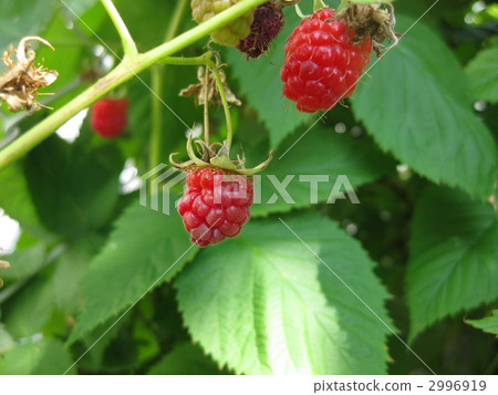 深紅色的樹草莓 2996919